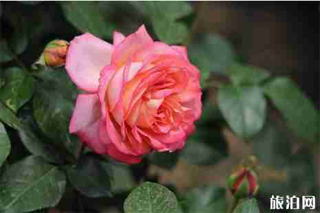 2019北京市属公园月季花观赏地推荐