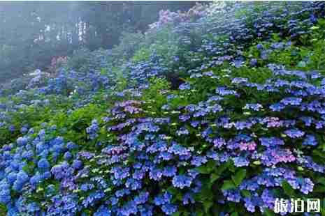 日本紫阳花盛花期2019 6月初日本哪里看紫阳花
