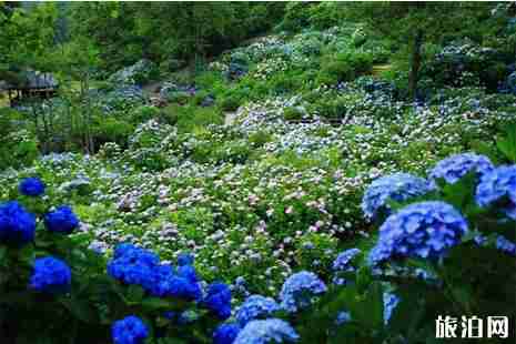日本紫阳花盛花期2019 6月初日本哪里看紫阳花