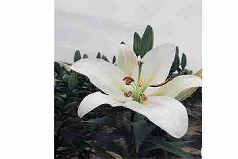 嵖岈山千亩百合园地址 附赏花攻略