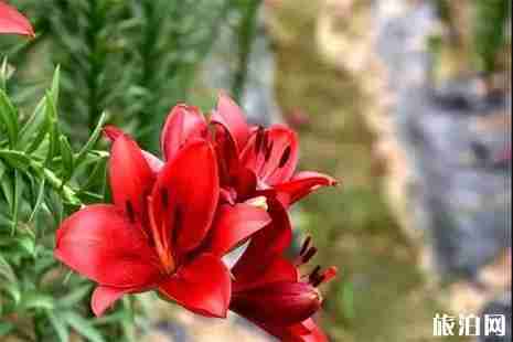 嵖岈山千亩百合园地址 附赏花攻略