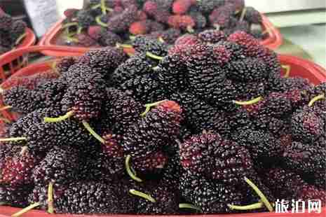 平阳桑葚采摘地盘点 平阳桑葚采摘地盘点