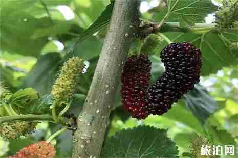 平阳桑葚采摘地盘点 平阳桑葚采摘地盘点