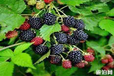 平阳桑葚采摘地盘点 平阳桑葚采摘地盘点