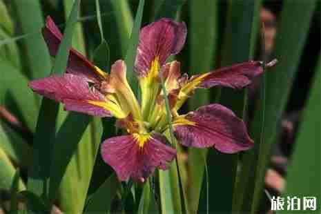 常州鸢尾花观赏地盘点 常州鸢尾花观赏地盘点