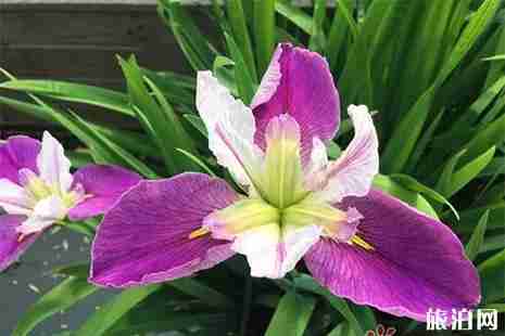 常州鸢尾花观赏地盘点