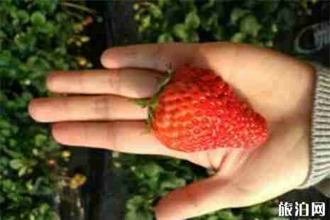 东营周边草莓采摘园推荐 东营周边草莓采摘园推荐