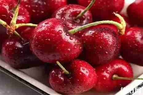 山东樱桃采摘攻略