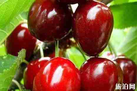 山东樱桃采摘攻略