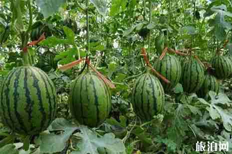 2019河南夏邑西瓜文化节 附活动内容 2019河南夏邑西瓜文化节 附活动内容