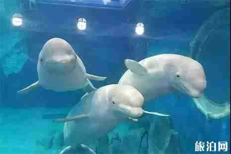 福州罗源湾海洋世界周边吃喝玩乐的地方 福州罗源湾海洋世界周边吃喝玩乐的地方