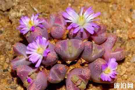 全球十大最美花海