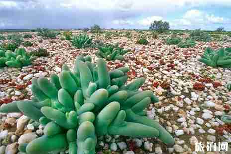 全球十大最美花海