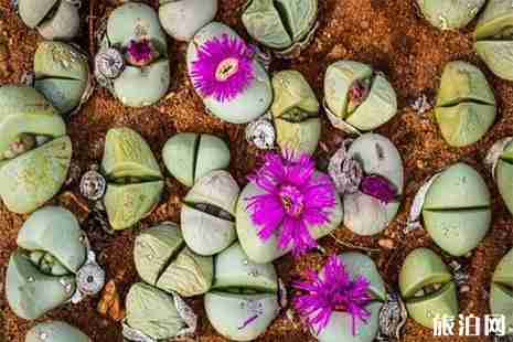 全球十大最美花海