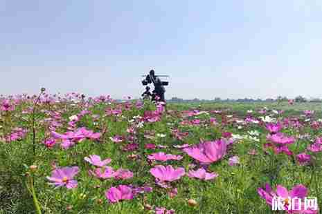 双流空港花田要门票不 地址+交通