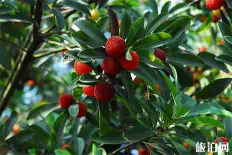 昆明周边采摘杨梅的地方 昆明哪里可以采摘杨梅