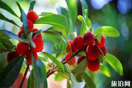 昆明周边采摘杨梅的地方 昆明哪里可以采摘杨梅