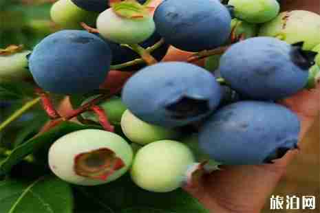 重慶渝北區石船鎮藍莓采摘攻略 重慶渝北區石船鎮藍莓采摘攻略