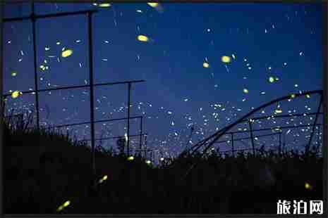 重慶渝北區石船鎮藍莓采摘攻略 重慶渝北區石船鎮藍莓采摘攻略