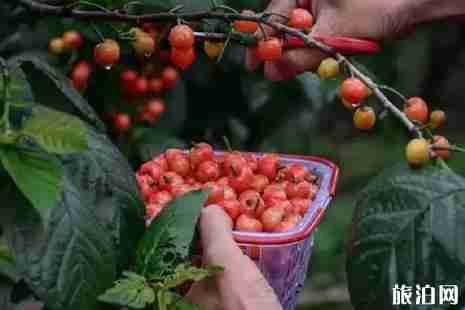 江蘇櫻桃?guī)自路莩墒?江蘇櫻桃采摘攻略