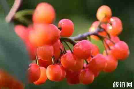 江蘇櫻桃?guī)自路莩墒?江蘇櫻桃采摘攻略