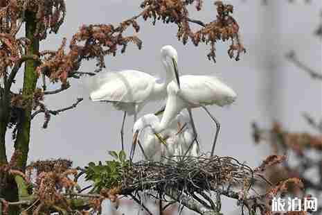 新建區象山森林公園觀鳥指南 新建區象山森林公園觀鳥指南