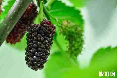 江蘇桑葚什么時候成熟 江蘇哪里能買到桑葚