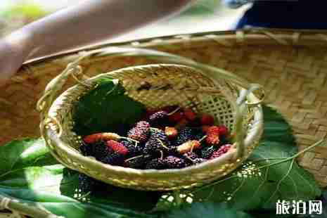 江蘇桑葚什么時候成熟 江蘇哪里能買到桑葚