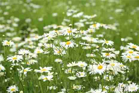 無錫高新區網紅花海在哪里