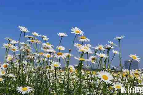 無錫高新區網紅花海在哪里