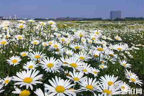 無錫高新區網紅花海在哪里