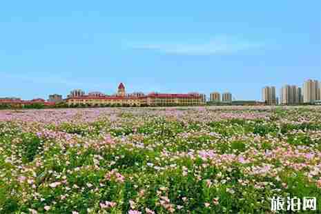 無錫高新區網紅花海在哪里
