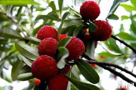 2019杭州楊梅采摘地址+價格+最佳采摘時間