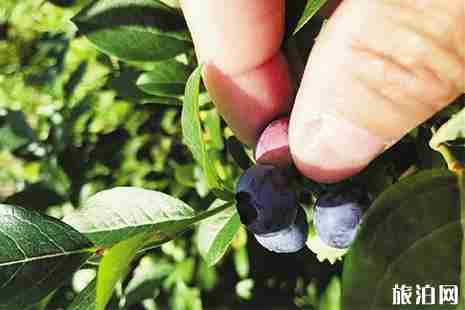 杭州桐廬采摘果園哪里好 附應季采摘攻略 杭州桐廬采摘果園哪里好 附應季采摘攻略