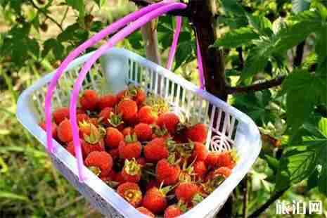 黃山桑葚采摘地在哪里 黃山桑葚采摘地在哪里