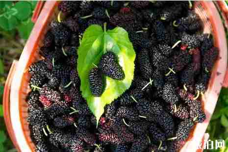 廣元水果采摘地址整理 廣元水果采摘地址整理