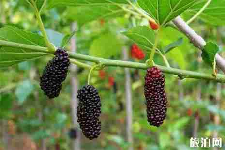 黃山桑葚采摘地在哪里 黃山桑葚采摘地在哪里
