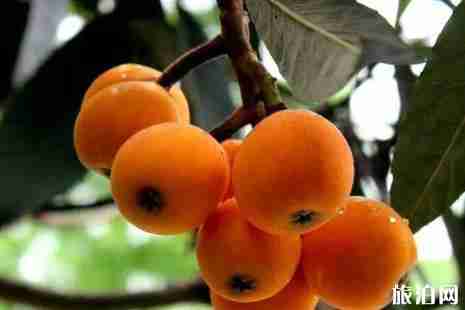 廣元水果采摘地址整理 廣元水果采摘地址整理