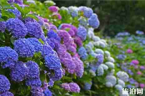 2019日本繡球花花期+門票價格+賞花景點 2019日本繡球花花期+門票價格+賞花景點