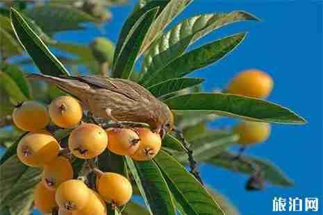 杭州采摘水果的地方 桑葚+枇杷+覆盆子 杭州采摘水果的地方 桑葚+枇杷+覆盆子