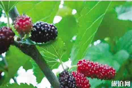 杭州采摘水果的地方 桑葚+枇杷+覆盆子 杭州采摘水果的地方 桑葚+枇杷+覆盆子