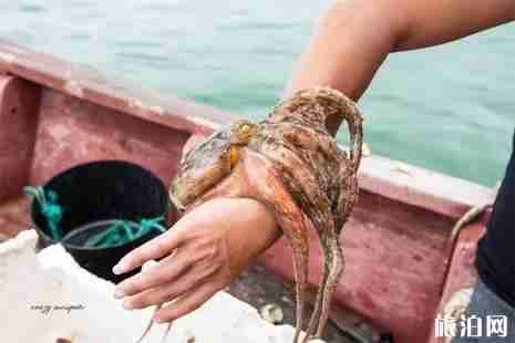 花鳥島有哪些景點