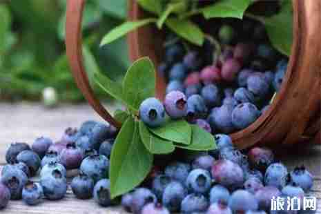 紫云藍莓基地在哪里 采摘費用+采摘攻略