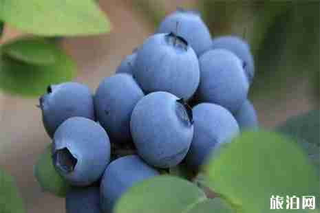 紫云藍莓基地在哪里 采摘費用+采摘攻略