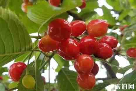 北京昌平櫻桃采摘攻略