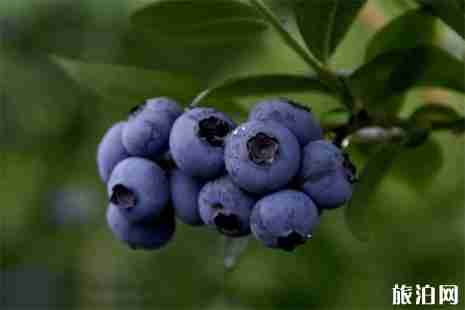 諸暨藍莓采摘地推薦 地點+價格 諸暨藍莓采摘地推薦 地點+價格