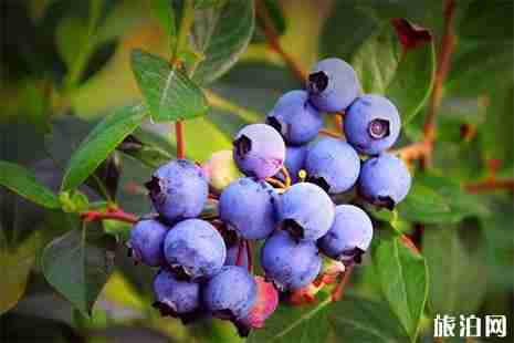 諸暨藍莓采摘地推薦 地點+價格 諸暨藍莓采摘地推薦 地點+價格