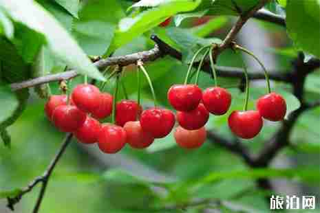 順義櫻桃采摘地推薦