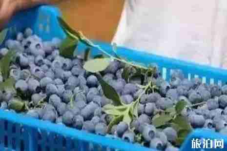 2019重慶藍莓采摘攻略