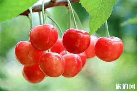 北京昌平采摘樱桃地推荐 北京昌平采摘樱桃地推荐